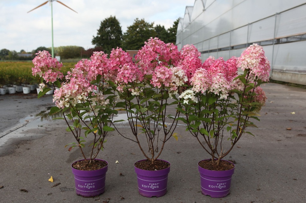 Hydrangea paniculata First Editions® 'Tickled Pink®' cont. 3,6L deco 40-50 cm +ф