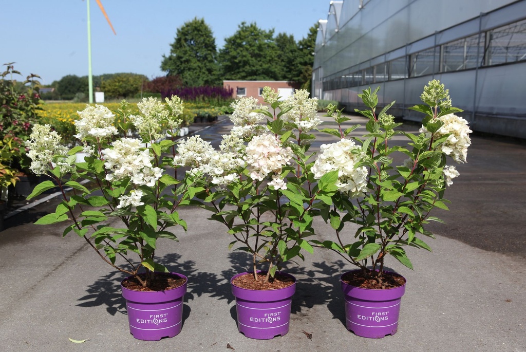 Hydrangea paniculata First Editions® 'Tickled Pink®' cont. 3,6L deco 40-50 cm +p