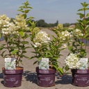 Hydrangea paniculata First Editions® 'Tickled Pink®' cont. 3,6L deco 40-50 cm +B