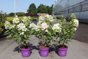 Hydrangea paniculata First Editions® 'Tickled Pink®' cont. 3,6L deco 40-50 cm +B