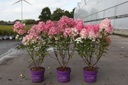 Hydrangea paniculata First Editions® 'Tickled Pink®' cont. 3,6L deco 40-50 cm +p