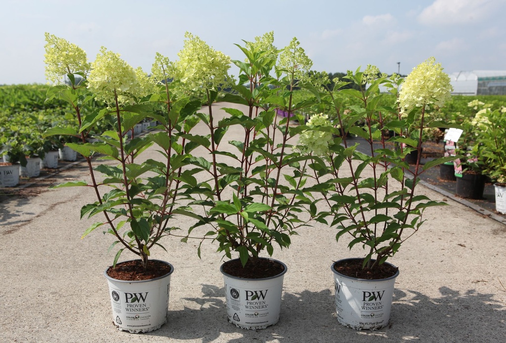 Hydrangea paniculata Proven Winners® PINKACHU (PBR) cont. 3L Proven Winners® 40-50 cm +p