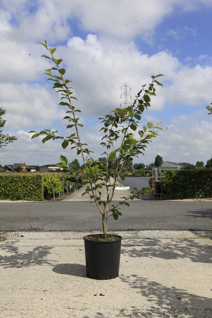 [P] Hamamelis intermedia 'Feuerzauber' cont. 18L 100/+ cm +ф