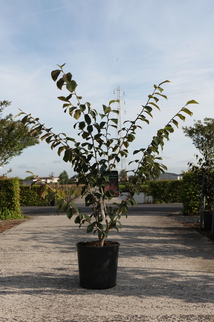 Hamamelis intermedia 'Feuerzauber' cont. 18L 100/+ cm +p
