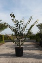 Hamamelis intermedia 'Feuerzauber' cont. 18L 100/+ cm +p