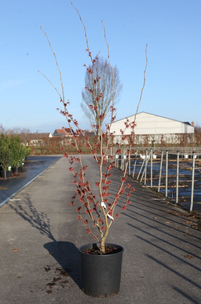 [P] Hamamelis intermedia 'Ruby Glow' cont. 18L 80-100 cm