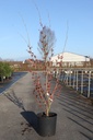Hamamelis intermedia 'Ruby Glow' cont. 18L 80-100 cm