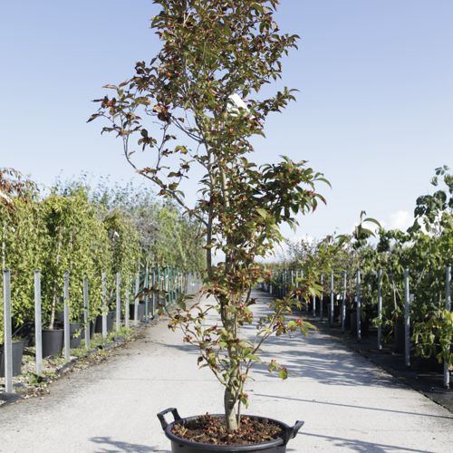 [P] Stewartia pseudocamellia cont. 35L 175/+ cm