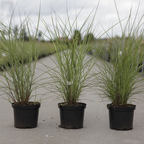 Miscanthus sinensis 'Graziella' cont. 4L +p