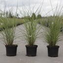 Miscanthus sinensis 'Graziella' cont. 4L +B