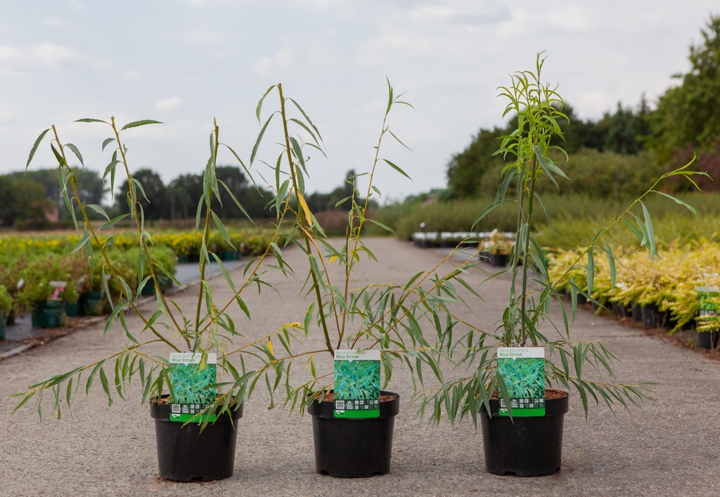 Salix acutifolia 'Blue Streak' cont. 3,6L 50-60 cm +p