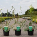 Salix acutifolia 'Blue Streak' cont. 3,6L 50-60 cm +ф