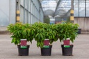 Cornus sericea 'Kelseyi' cont. 3,6L 30-40 cm +B