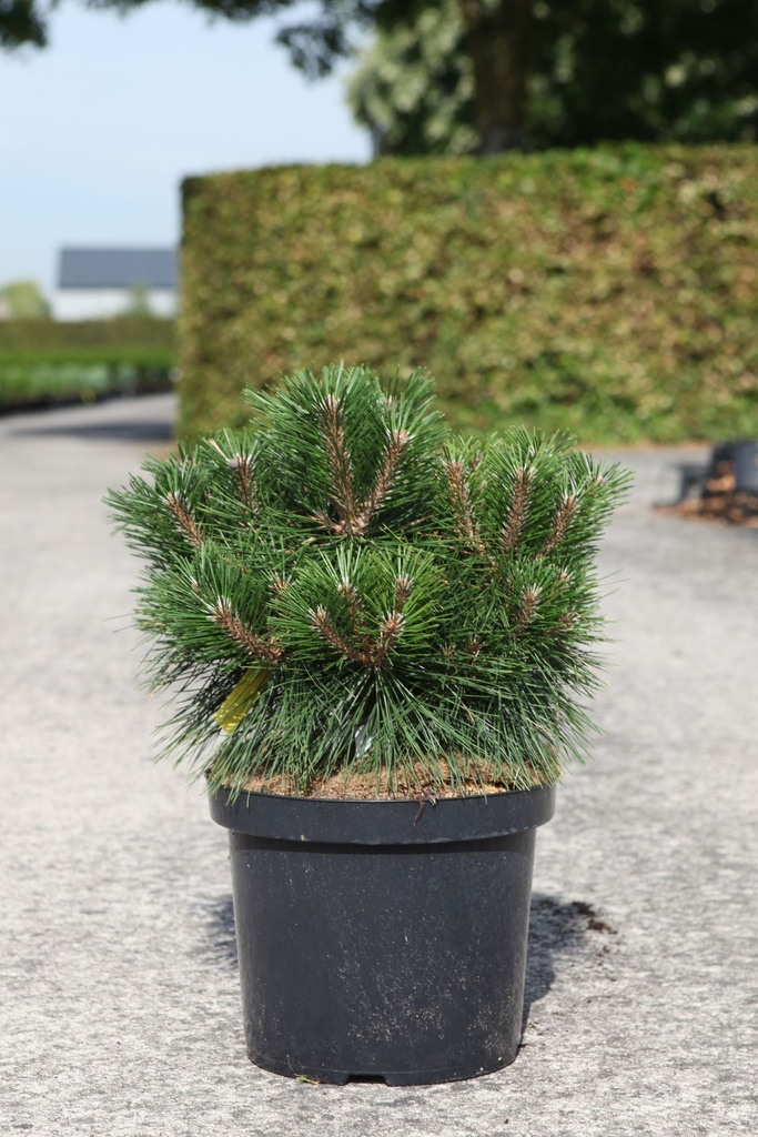 Pinus nigra 'Marie Brégeon' (PBR) cont. 10L 40/+ cm