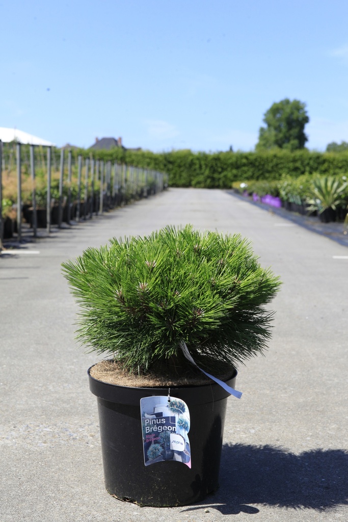 Pinus nigra 'Marie Brégeon' (PBR) cont. 10L 40/+ cm