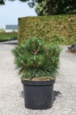 Pinus nigra 'Marie Brégeon' (PBR) cont. 10L 40/+ cm