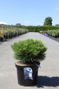 Pinus nigra 'Marie Brégeon' (PBR) cont. 10L 40/+ cm