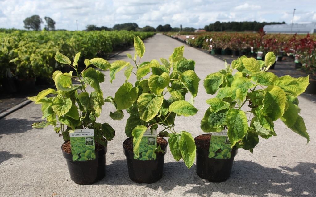 Hydrangea arborescens 'Golden Annabelle' (PBR) cont. 3,6L 30-40 cm +p