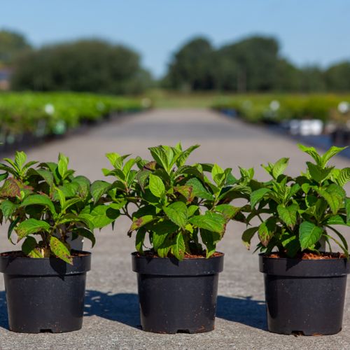 Hydrangea serrata 'Veerle' (PBR) cont. 3,6L 25-30 cm +p