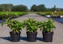 Hydrangea serrata 'Veerle' (PBR) cont. 3,6L 25-30 cm +p