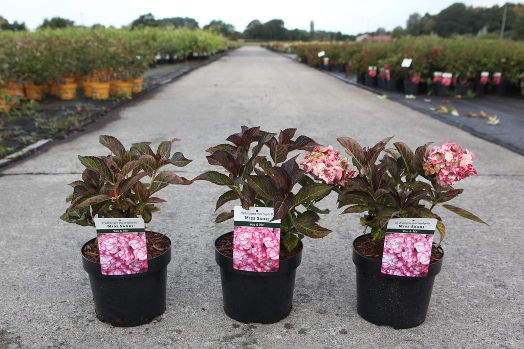 Hydrangea macrophylla You&Me® MISS SAORI (PBR) cont. 3,6L 25-30 cm +f