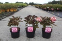 Hydrangea macrophylla You&Me® MISS SAORI (PBR) cont. 3,6L 25-30 cm +p