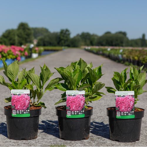 Hydrangea macrophylla PRINCESS DIANA (PBR) cont. 3,6L 25-30 cm +B