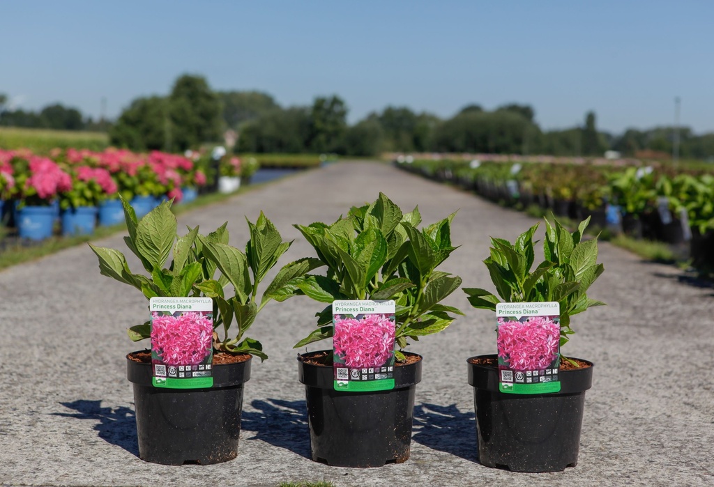 Hydrangea macrophylla PRINCESS DIANA (PBR) cont. 3,6L 25-30 cm +p