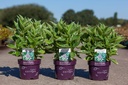 Hydrangea macrophylla First Editions® 'Light-O-Day' cont. 3,6L 25-30 cm +B