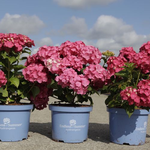 Hydrangea macrophylla Endless Summer® SUMMER LOVE® (PBR) cont. 3L deco (pink/red) +ф
