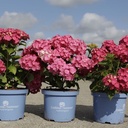 Hydrangea macrophylla Endless Summer® SUMMER LOVE® (PBR) cont. 3L deko (rosa/rot) +B