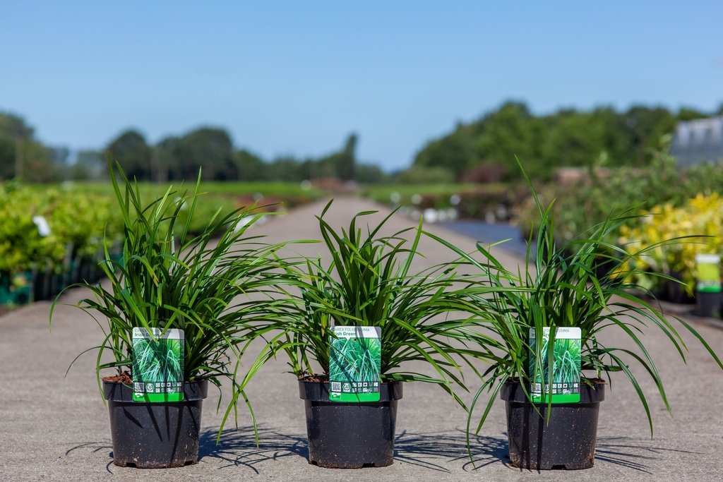[P] Carex morrowii 'Irish Green' cont. 3,6L +f