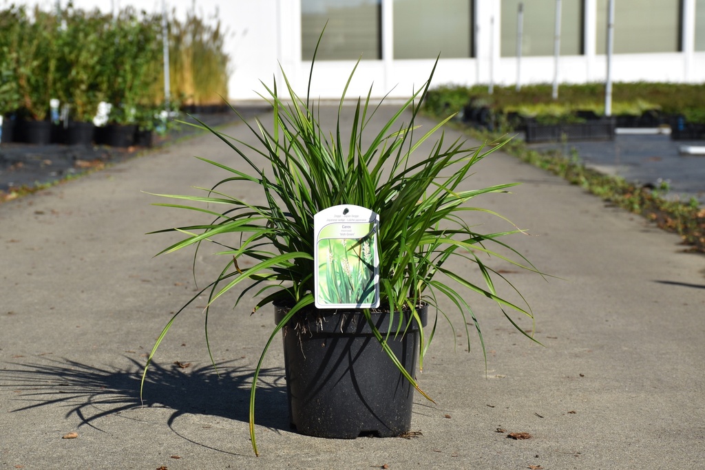 [P] Carex morrowii 'Irish Green' cont. 3,6L +f