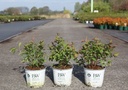 Spiraea media Proven Winners® DOUBLE PLAY® BLUE KAZOO (PBR) cont. 3L Proven Winners® 25-30 cm +p