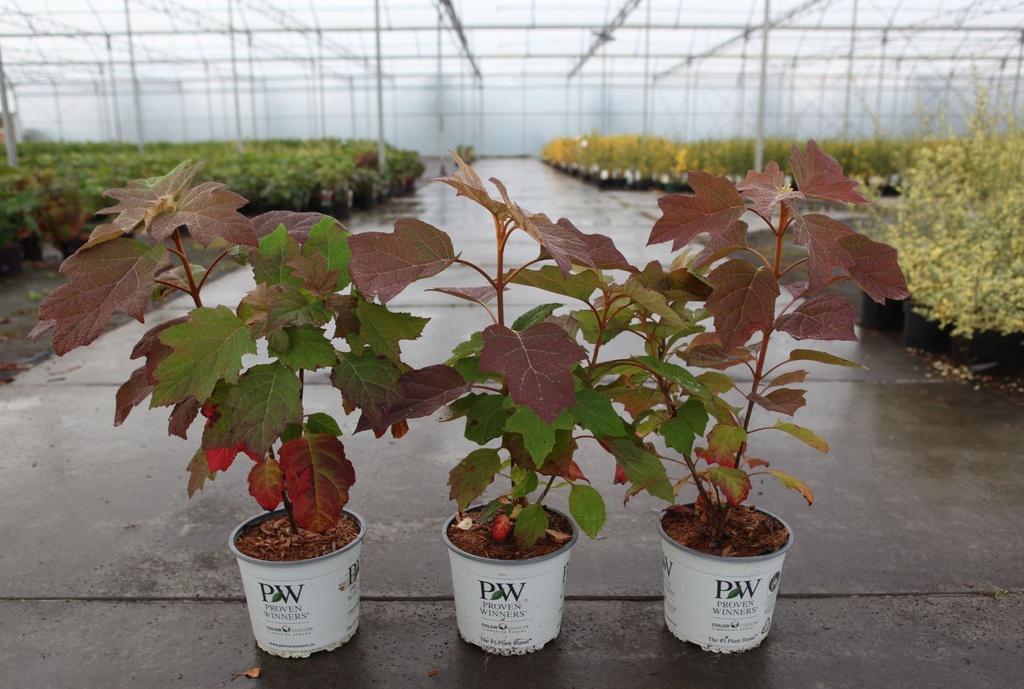 Hydrangea quercifolia Proven Winners® GATSBY GIRL® (PBR) cont. 3L Proven Winners® 30/+ cm +p