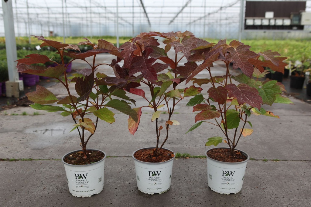 Hydrangea quercifolia Proven Winners® GATSBY MOON® (PBR) cont. 3L Proven Winners® 30/+ cm +p