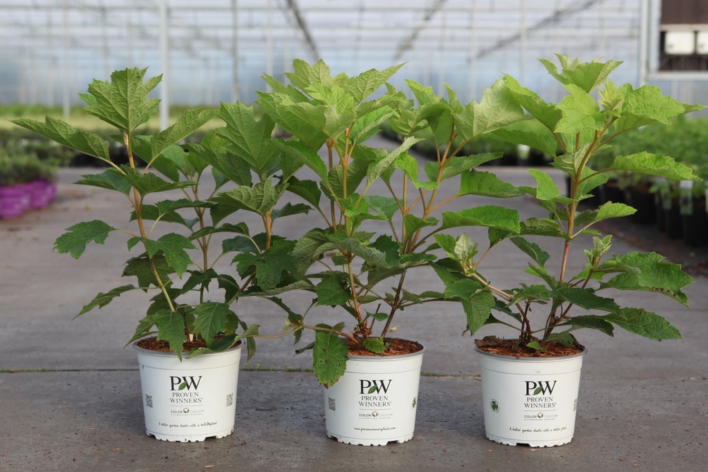 Hydrangea quercifolia Proven Winners® GATSBY STAR® (PBR) cont. 3L déco 30/+ cm +p