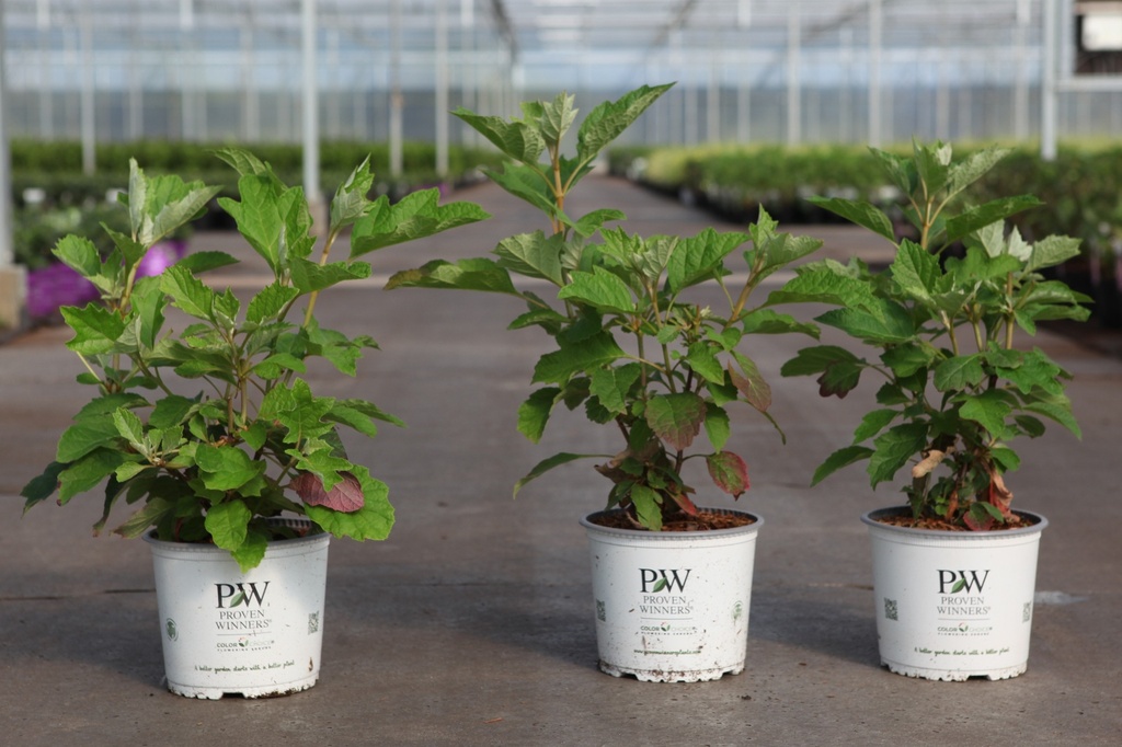 Hydrangea quercifolia Proven Winners® GATSBY STAR® (PBR) cont. 3L deco 30/+ cm +p