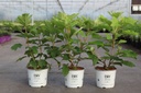 Hydrangea quercifolia Proven Winners® GATSBY STAR® (PBR) cont. 3L Proven Winners® 30/+ cm +p