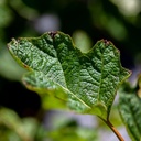 Hydrangea quercifolia Proven Winners® GATSBY STAR® (PBR) cont. 3L Proven Winners® 30/+ cm +p