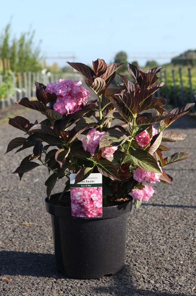 [P] Hydrangea macrophylla You&Me® MISS SAORI (PBR) cont. 10L 40-50 cm +B