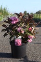 Hydrangea macrophylla You&Me® MISS SAORI (PBR) cont. 10L 40-50 cm +f