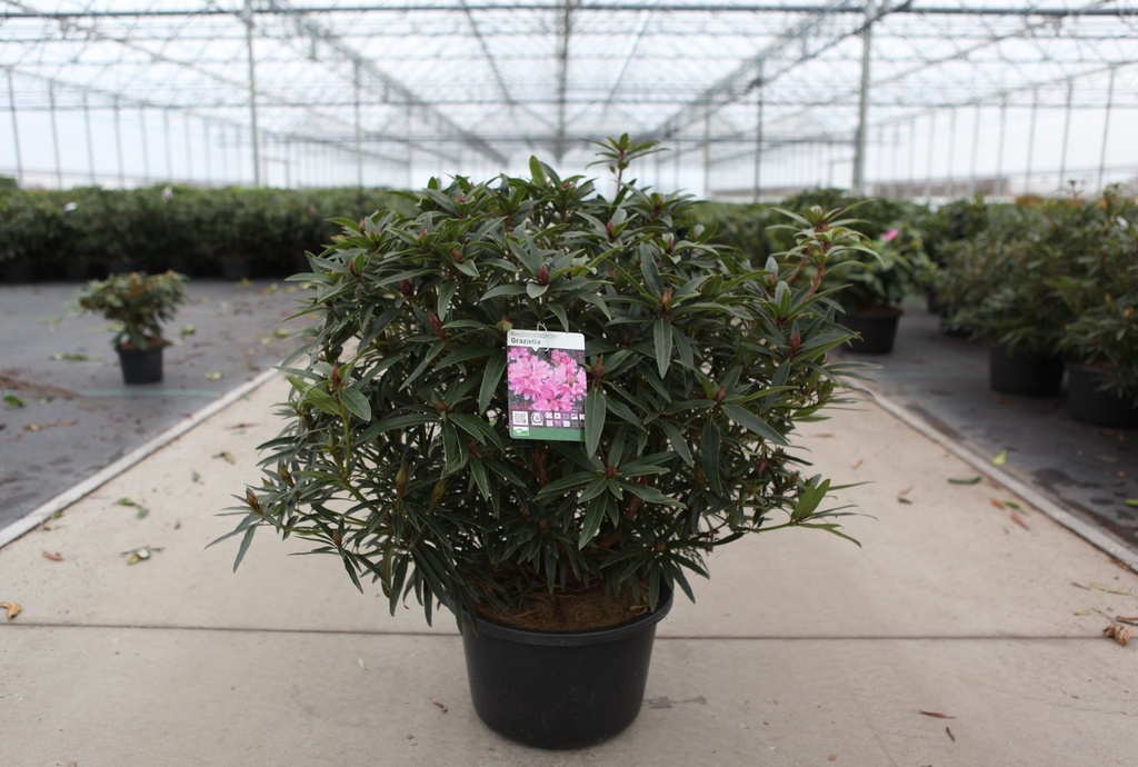 [P] Rhododendron 'Graziella' cont. 18L 80/+ cm +B
