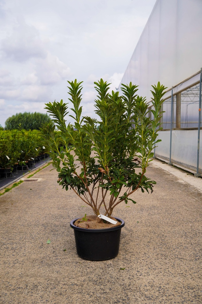 [P] Rhododendron (AK) 'Satan' cont. 18L 80-100 cm +ф