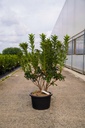 Rhododendron (AK) 'Satan' cont. 18L 80-100 cm +p