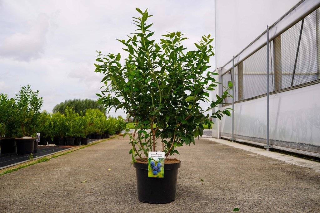 [P] Vaccinium corymbosum 'Brigitta Blue' cont. 10L 60-80 cm +ф