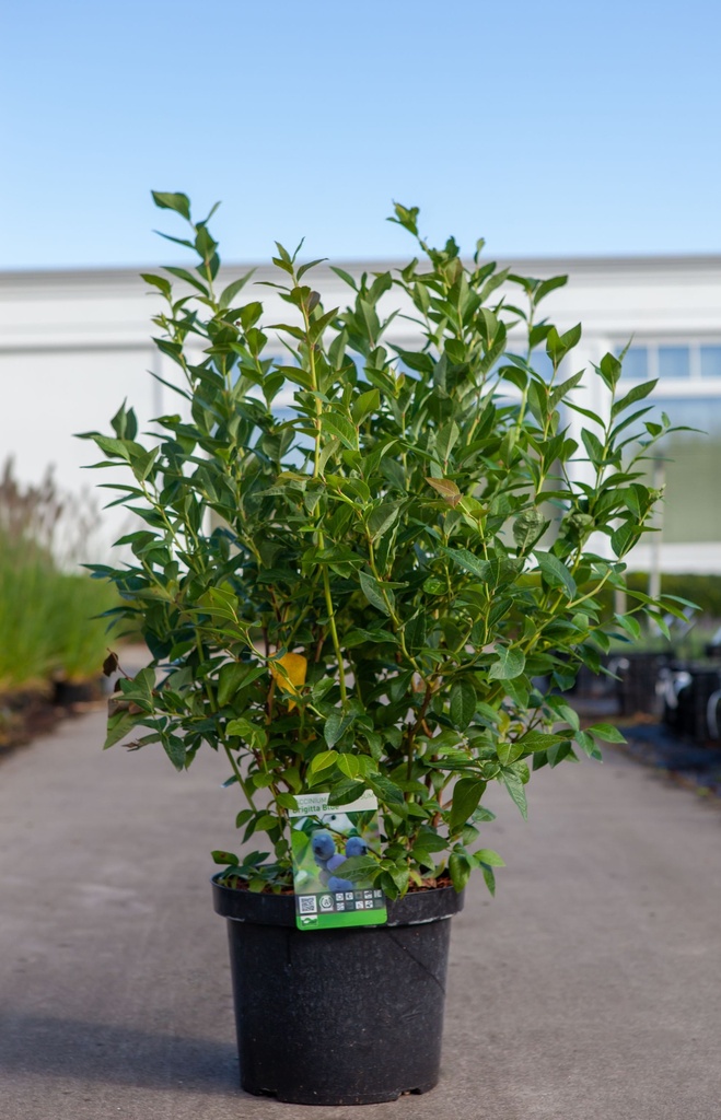 [P] Vaccinium corymbosum 'Brigitta Blue' cont. 10L 60-80 cm +B