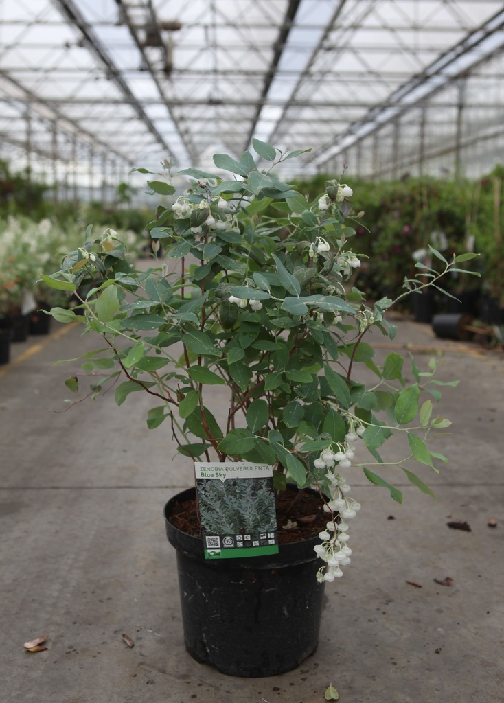 Zenobia pulverulenta 'Blue Sky' cont. 7,5L 40-50 cm +f