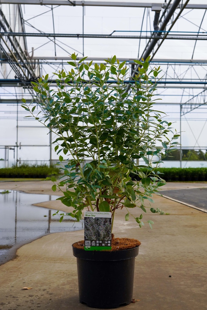 [P] Zenobia pulverulenta 'Blue Sky' cont. 7,5L 40-50 cm +p