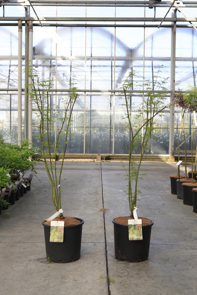 Acer palmatum 'Seiryu' cont. 15L 80-100 cm +p